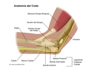 Musculos De La Extremidad Superior