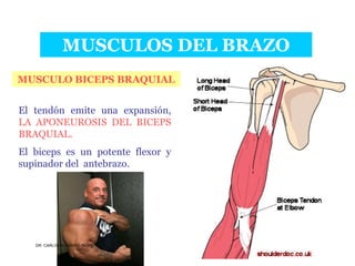 Musculos De La Extremidad Superior