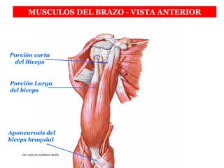 Musculos De La Extremidad Superior