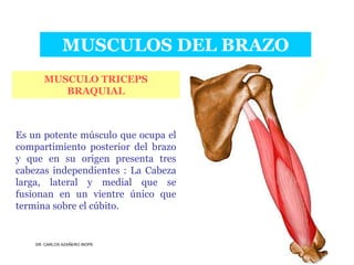 Musculos De La Extremidad Superior
