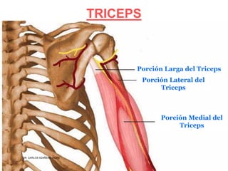 Musculos De La Extremidad Superior