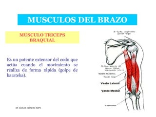Musculos De La Extremidad Superior
