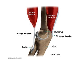 Musculos De La Extremidad Superior
