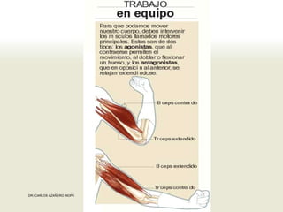 Musculos De La Extremidad Superior
