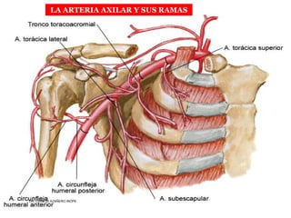 Musculos De La Extremidad Superior