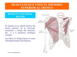 Musculos De La Extremidad Superior