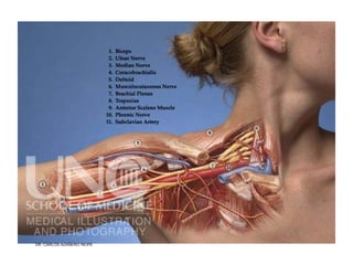 Musculos De La Extremidad Superior