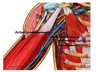 Musculos De La Extremidad Superior