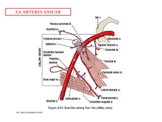 Musculos De La Extremidad Superior