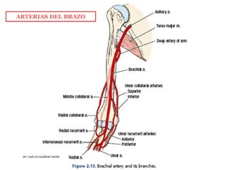Musculos De La Extremidad Superior