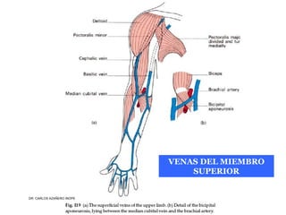Musculos De La Extremidad Superior