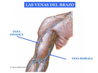 Musculos De La Extremidad Superior