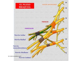 Musculos De La Extremidad Superior