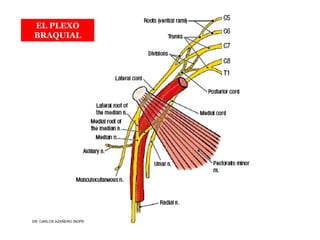 Musculos De La Extremidad Superior