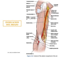 Musculos De La Extremidad Superior