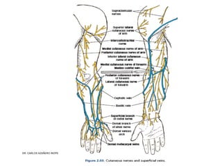 Musculos De La Extremidad Superior