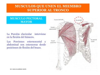 Musculos De La Extremidad Superior