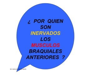 Musculos De La Extremidad Superior