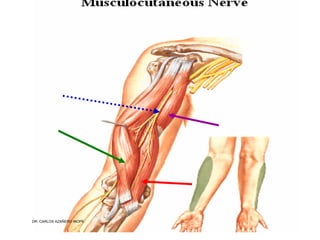 Musculos De La Extremidad Superior