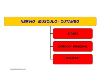Musculos De La Extremidad Superior