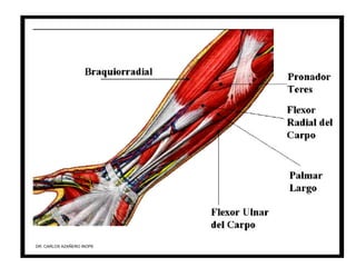 Musculos De La Extremidad Superior