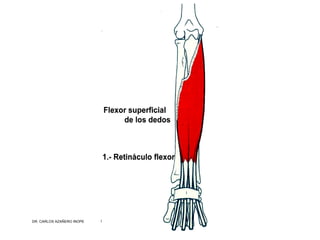 Musculos De La Extremidad Superior