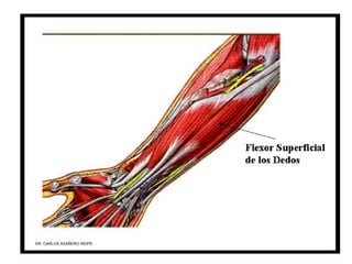 Musculos De La Extremidad Superior