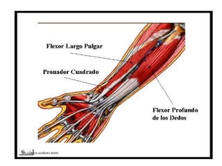 Musculos De La Extremidad Superior