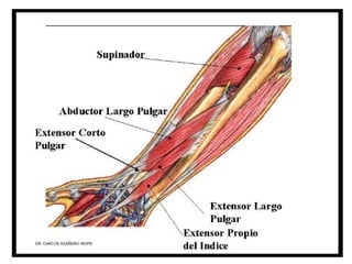 Musculos De La Extremidad Superior