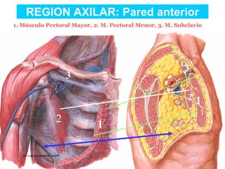 Musculos De La Extremidad Superior