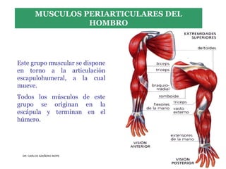 Musculos De La Extremidad Superior