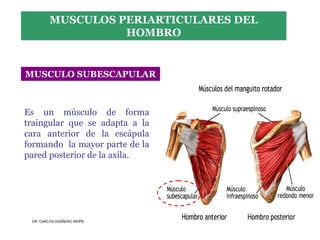 Musculos De La Extremidad Superior