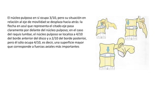 El núcleo pulposo en sí ocupa 3/10, pero su situación en
relación al eje de movilidad se desplaza hacia atrás: la
flecha en azul que representa el citado eje pasa
claramente por delante del núcleo pulposo; en el caso
del raquis lumbar, el núcleo pulposo se localiza a 4/10
del borde anterior del disco y a 2/10 del borde posterior,
pero él sólo ocupa 4/10, es decir, una superficie mayor
que corresponde a fuerzas axiales más importantes
 
