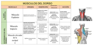 Flexión lateral del cuello y
músculos activos.
Extensión de la cabeza y el
accesorio (XI nervio
la escápula, extensión e
medialmente hacia
el ángulo inferior
M. Esplenio
MÚSCULOS DEL DORSO
MÚSCULO ORIGEN INSERCIÓN
INERVACIÓN--
IRRIGACIÓN
ACCIÓN
PLANO
SUPERFICIAL
Músculo
Esplenio
Ligamento nucal y procesos
espinosos de las vértebras C7-T6
Esplenio de la cabeza:
Las fibras cursan
superolateralmente hacia
el proceso mastoides y al
tercio lateral de la línea
nucal superior.
Esplenio cervical:
Tubérculos de los
procesos transversos de
las vértebras C1-C3 o C4.
INERVACIÓN: Ramos
posteriores de nervios
espinales
IRRIGACIÓN:
Ramas de la arteria
occipital, arteria cervical
transversa.
Acción aislada:
rotación de la cabeza
hacia el lado de los
Acción conjunta:
cuello.
EXTRÍNSECOS
DEL
DORSO
Músculo
trapecio
PORCIÓN DESCENDENTE:
Línea nucal superior y
protuberancia occipital
externa – apófisis espinosa de
todas las vértebras cervicales.
PORCIÓN TRANSVERSA:
Aponeurosis amplia a nivel de
las apófisis espinoso T1-T4.
PORCIÓN ASCENDENTE:
Apófisis espinoso T5-T7.
 Tercio lateral de la
clavícula (porción
descendente)
 Acromion (porción
transversa)
 Espina de la
escápula (porción
ascendente)
INERVACIÓN: Nervio
craneal)
IRRIGACIÓN:
Arteria dorsal de la
escapula, rama de la
arteria subclavia.
Elevan, retraen y rotan
hiperextensión de la
cabeza
Músculo elevador
de la
escápul
a
Apófisis transversa de
C1-C4
Ángulo superior de
la escapula
INERVACIÓN: Nervio
dorsal de la escapula, y
nervios espinales
cervicales
(C3-C4)
IRRIGACIÓN:
Arteria dorsal de la
escapula
Lleva la escapula arriba
mientras mueve
medialmente.
 