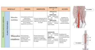 vértebras durante
los movimientos
locales de la
c
intercostales.
en la extensión local
y en los
rotación de la
M. rotadores
M. multífido
MÚSCULO ORIGEN INSERCIÓN
INERVACIÓN
E
IRRIGACIÓ
N
ACCIÓN
PLANO
PROFUNDO
Músculos
transverso-espinosos
Músculos
multífidos
Cara posterior del sacro,
espina iliaca
posterosuperior,
aponeurosis del erector
de la columna,
ligamentos sacroilíacos
Procesos espinosos de las
vértebras localizadas 2-4
segmentos por encima de
su origen
INERVACIÓN:
Ramos posteriores
de los nervios
espinales.
IRRIGACIÓN:
Arteria vertebras y
occipital; arterias
Estabiliza las
olumna vertebral
Músculos
rotadores
En los procesos
transversos de las
vértebras; más
desarrollados en la
región torácica
Proceso transverso o
espinoso de vertebra
superior o 2 segmentos
por encima de la vertebra
de origen
INERVACIÓN:
Ramos posteriores
de los nervios
espinales
IRRIGACIÓN:
Arteria escapular
dorsal y las arterias
intercostales
posteriores
Estabilizan las
vértebras y ayudan
movimientos de
columna
 