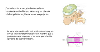 Cada disco intervertebral consta de un
resistente anillo fibroso externo y un blando
núcleo gelatinoso, llamado núcleo pulposo.
La parte interna del anillo está unida por encima y por
debajo a la lámina terminal vertebral, mientras que la
parte externa se inserta en el periostio y en el anillo
epifisario del cuerpo vertebral.
 