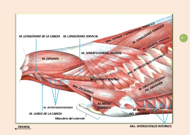 Musculos del-torax-y-del-cuello-canino