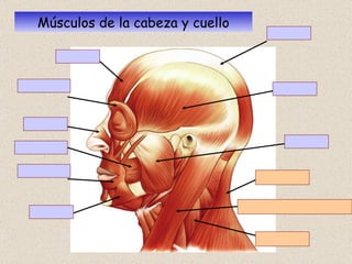 Músculos de la cabeza y cuello 