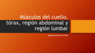 Músculos del cuello,
tórax, región abdominal y
región lumbar
Angie Daniela Ríos Ríos
 