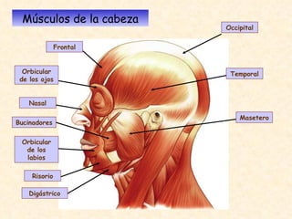 Músculos de la cabeza Frontal Nasal Bucinadores Orbicular de los labios Risorio Orbicular de los ojos Occipital Temporal Masetero Digástrico 