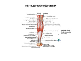 MÚSCULOS POSTERIORES DA PERNA




                                Flexão do joelho e
                                flexão plantar (do
                                tornozelo)
 
