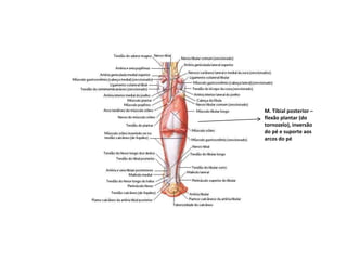 M. Tibial posterior –
flexão plantar (do
tornozelo), inversão
do pé e suporte aos
arcos do pé
 