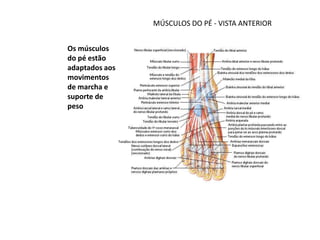 MÚSCULOS DO PÉ - VISTA ANTERIOR


Os músculos
do pé estão
adaptados aos
movimentos
de marcha e
suporte de
peso
 