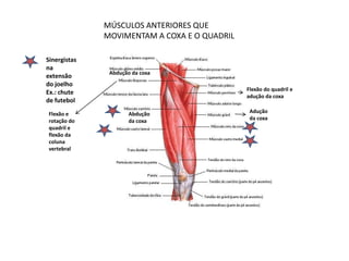 MÚSCULOS ANTERIORES QUE
              MOVIMENTAM A COXA E O QUADRIL

Sinergistas
na
               Abdução da coxa
extensão
do joelho
                                              Flexão do quadril e
Ex.: chute
                                              adução da coxa
de futebol
Flexão e              Abdução                  Adução
rotação do            da coxa                  da coxa
quadril e
flexão da
coluna
vertebral
 