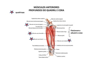 MÚSCULOS ANTERIORES
             PROFUNDOS DO QUADRIL E COXA
quadríceps




                                           Flexionam e
                                           aduzem a coxa
 