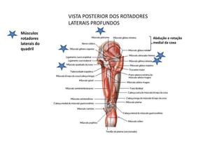 VISTA POSTERIOR DOS ROTADORES
              LATERAIS PROFUNDOS
Músculos
rotadores                                     Abdução e rotação
laterais do                                   medial da coxa
quadril
 