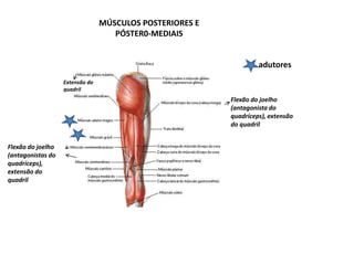 MÚSCULOS POSTERIORES E
                                    PÓSTER0-MEDIAIS


                                                                   adutores
                   Extensão do
                   quadril
                                                          Flexão do joelho
                                                          (antagonista do
                                                          quadríceps), extensão
                                                          do quadril


Flexão do joelho
(antagonistas do
quadríceps),
extensão do
quadril
 