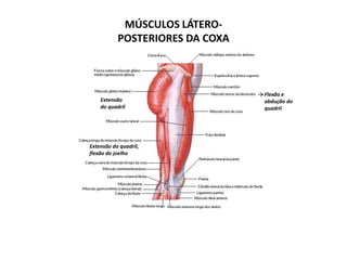 MÚSCULOS LÁTERO-
           POSTERIORES DA COXA



                                 Flexão e
    Extensão                     abdução do
    do quadril                   quadril




Extensão do quadril,
flexão do joelho
 