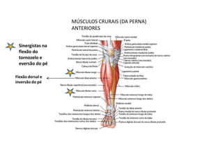 MÚSCULOS CRURAIS (DA PERNA)
                  ANTERIORES


 Sinergistas na
 flexão do
 tornozelo e
 eversão do pé

Flexão dorsal e
inversão do pé
 