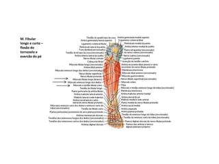 M. Fibular
longo e curto –
flexão do
tornozelo e
eversão do pé
 